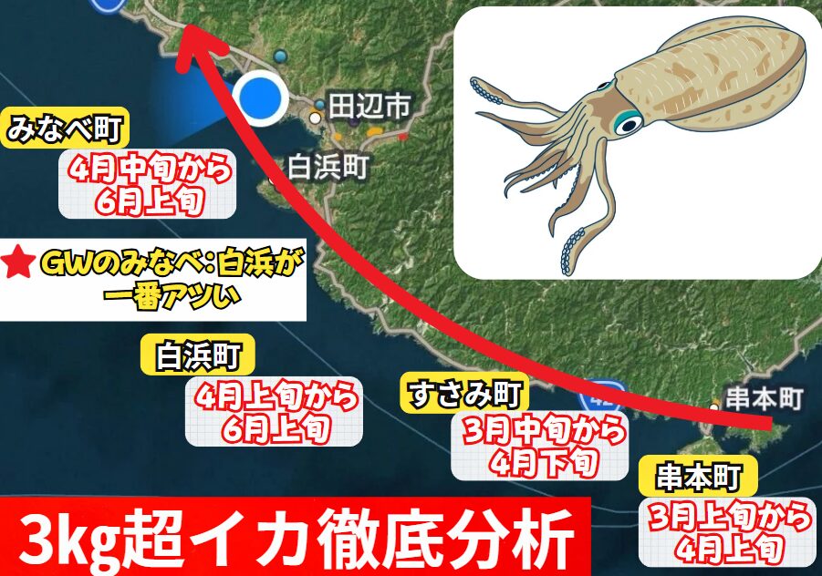 南紀地方のアオリイカ、春は水温上昇と共に北上する。釣太郎