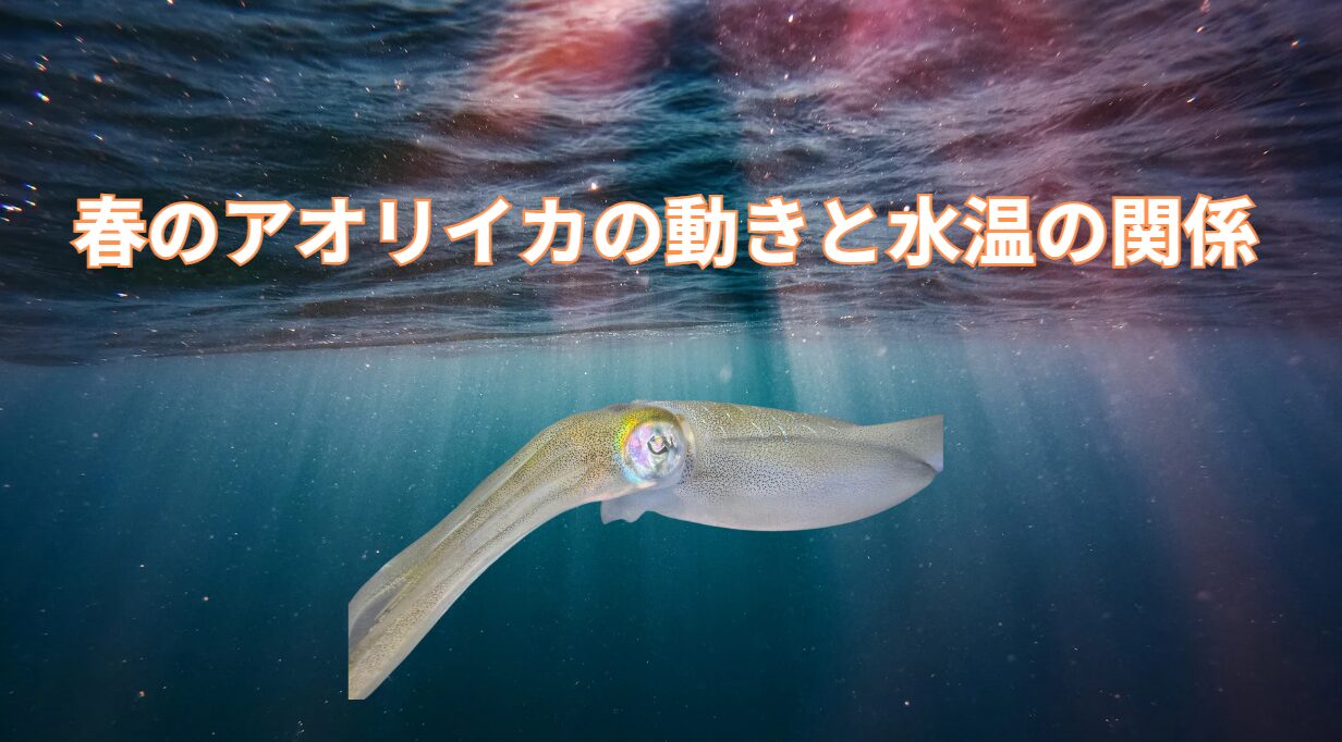 春のアオリイカの動きと水温の関係。釣太郎