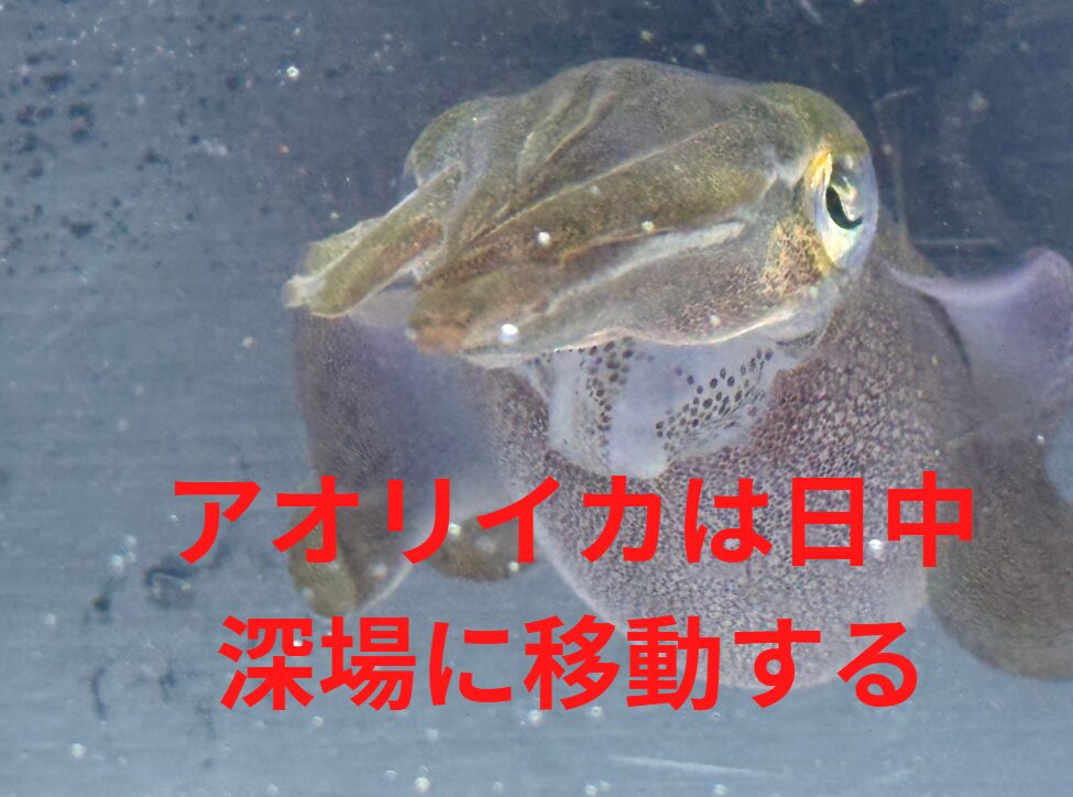 アオリイカは日中、水温の安定した深場に移動する習性を持つ。釣太郎