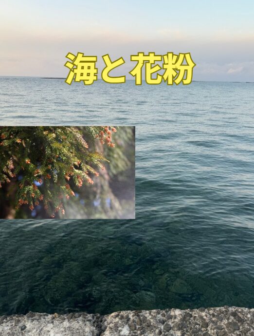 海と花粉の関係説明。釣太郎