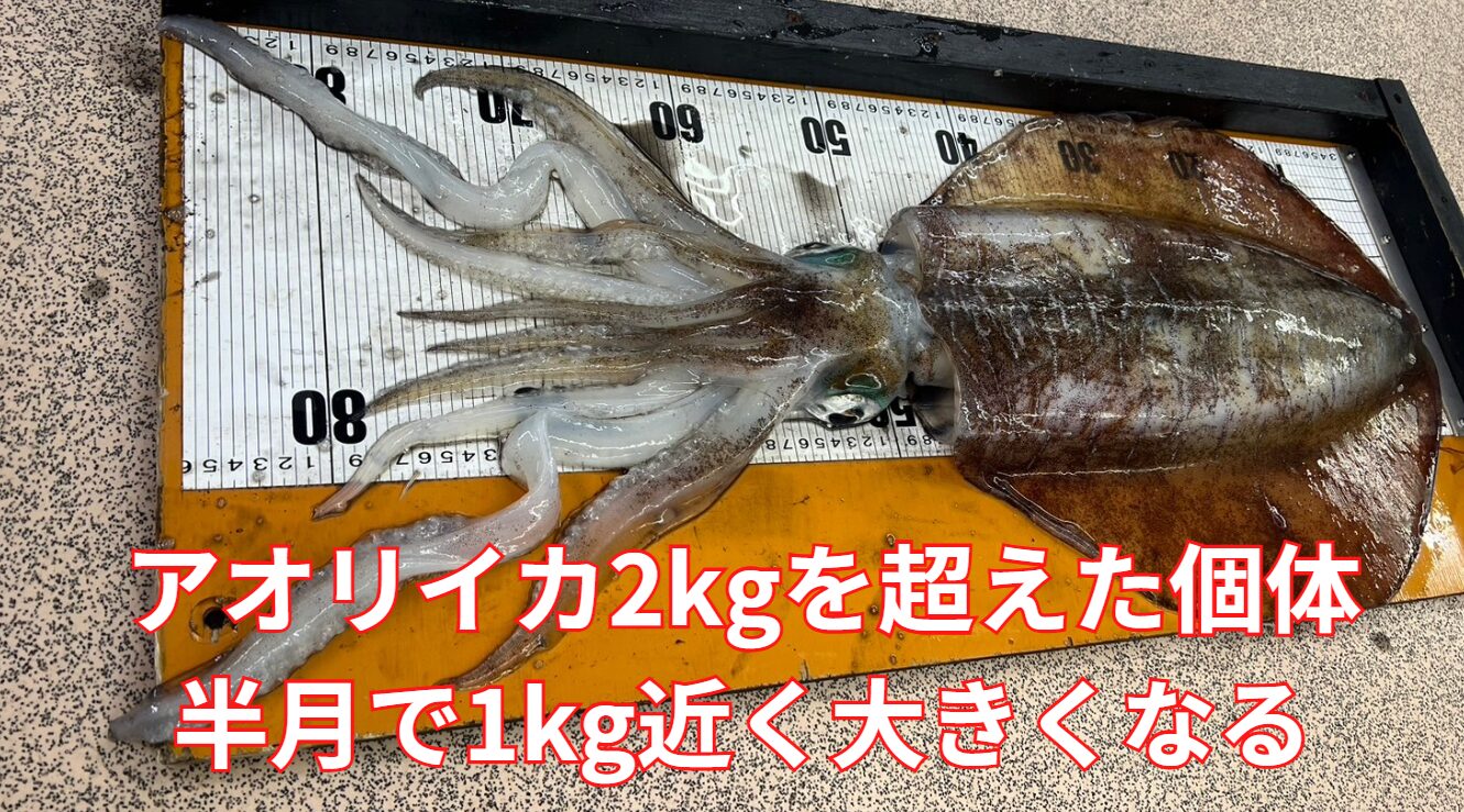 アオリイカ、2kgを超えた個体は、半月で1kg近く大きくなることもある!釣太郎