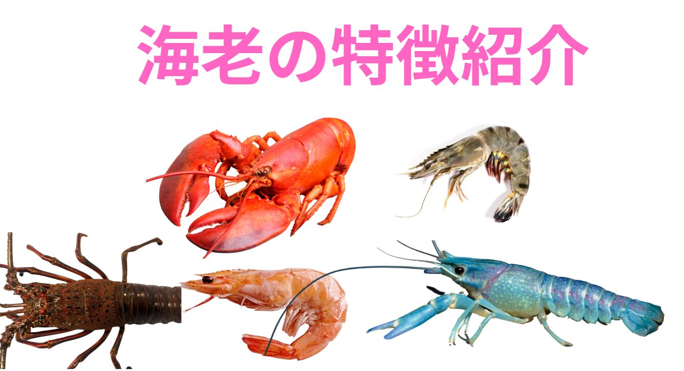 海老の特徴紹介。釣太郎
