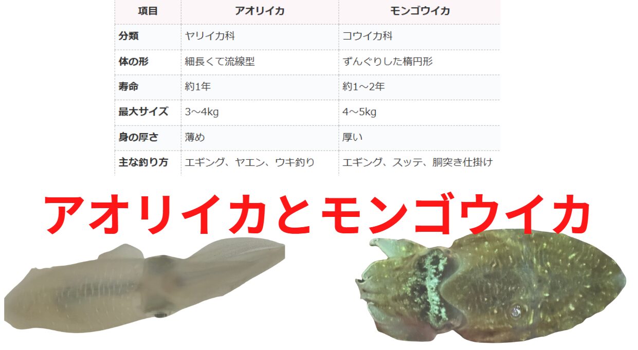 アオリイカとモンゴウイカの違い説明。釣太郎