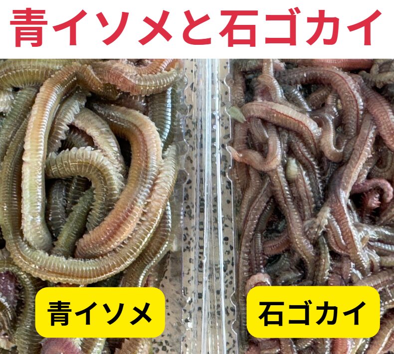 青イソメと石ゴカイ、どちらが良いのかという質問は、釣り人の間でよく議論されるテーマ。釣太郎