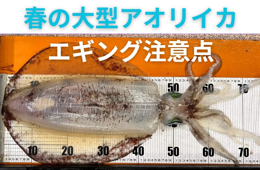 春の大型アオリイカ釣り、エギングの注意点（和歌山南紀編）釣太郎