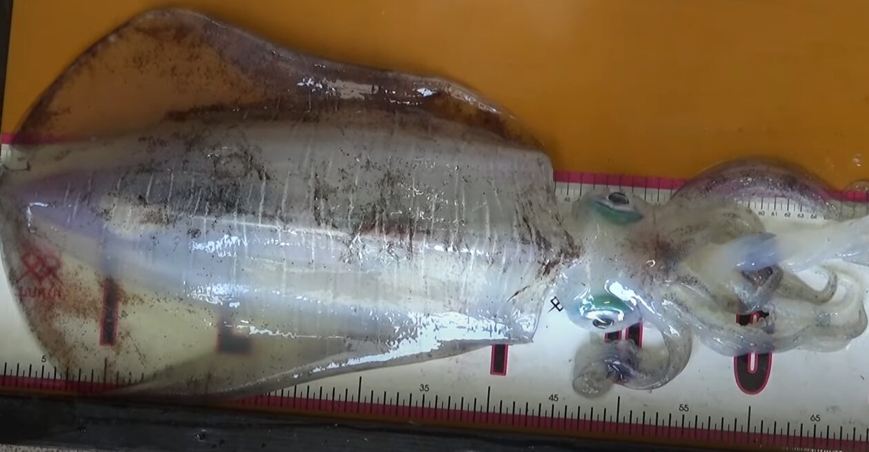 ヤエン釣りの基本テクニック！初心者がやりがちな失敗と対策を徹底解説！釣太郎