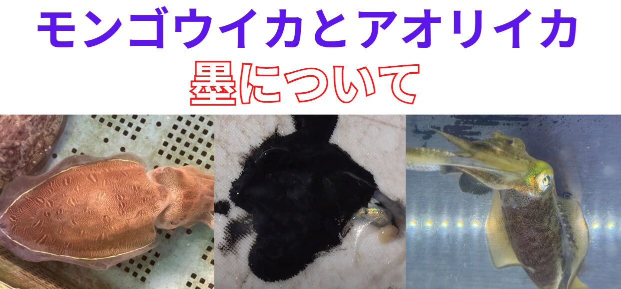 アオリイカとモンゴウイカの墨の違いについて説明。釣太郎