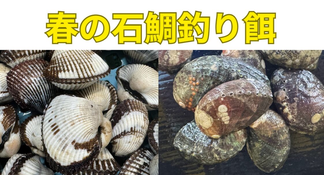 春の石鯛釣りえさは貝類が定番。サルボウ貝なら班員地で４キロ、とこぶしなら500ｇが目途。釣太郎