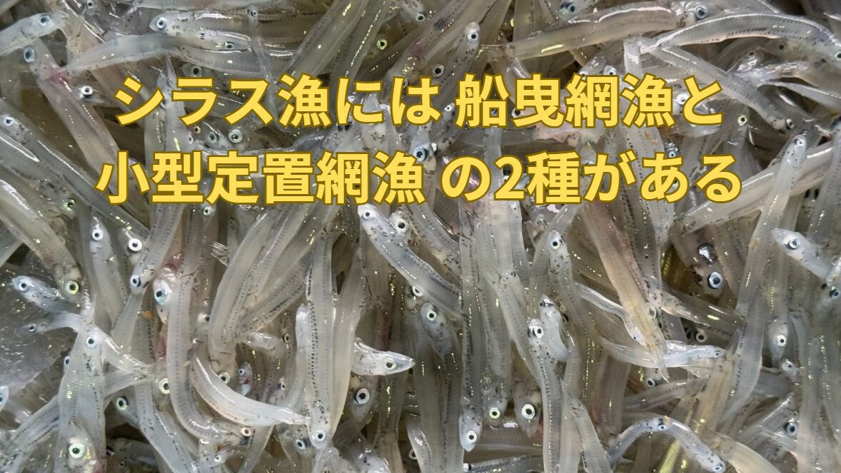 シラス漁には 「船曳(ふなびき)網漁」と「小型定置網漁」 の2種類があります。釣太郎