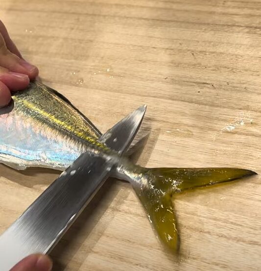 アジのゼイゴは硬いため、アオリイカでも食べ残す。釣太郎