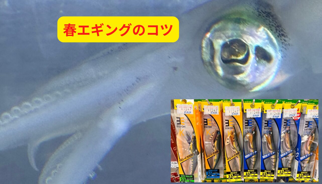 春エギングで大型アオリイカを狙うコツ説明。釣太郎