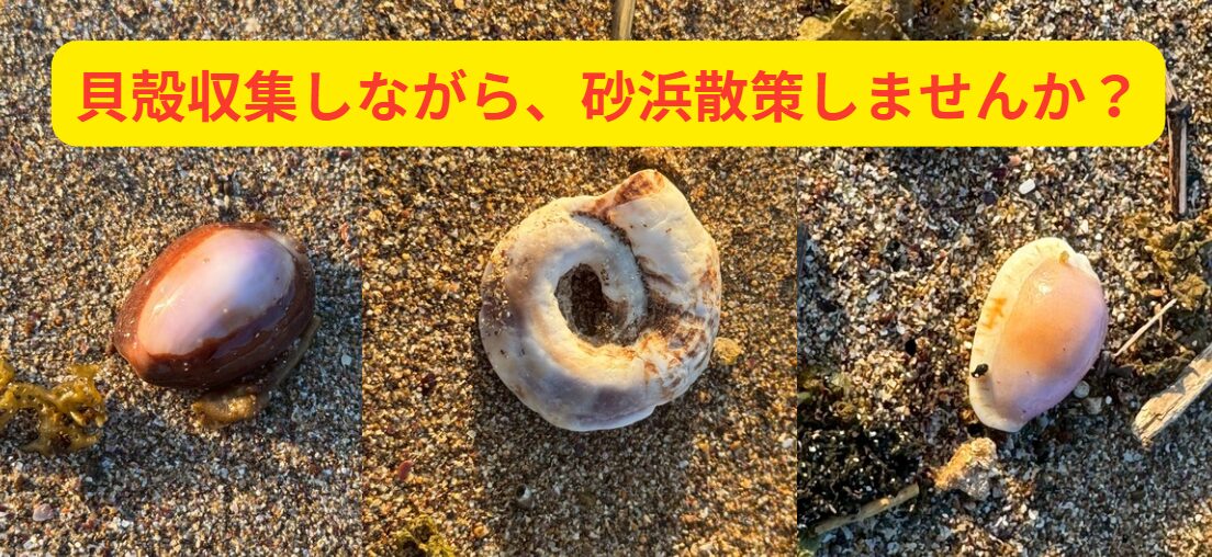 【提案】久しぶりに、波打ち際を歩いてみませんか? ~貝殻を集めながら、時間を忘れる散策のススメ~。釣太郎