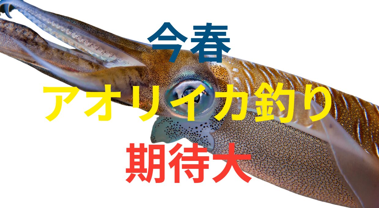 今シーズン春のアオリイカ釣り、期待できそうです。釣太郎