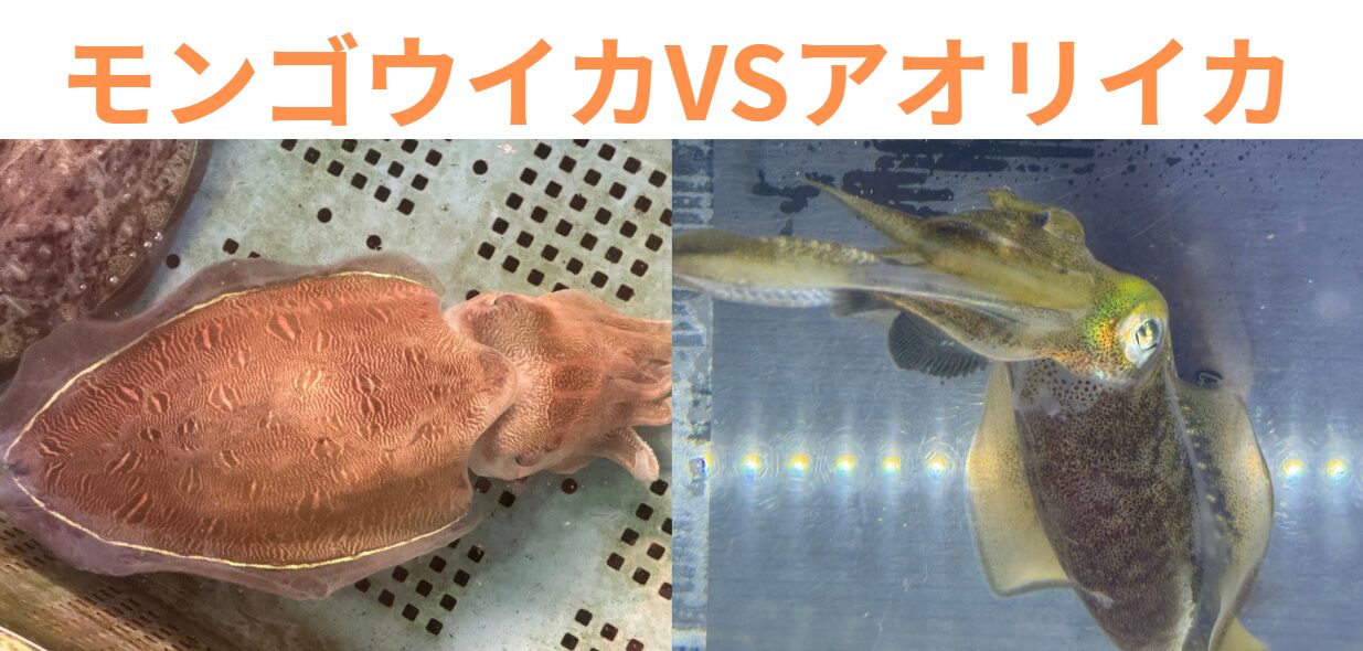 ずんぐり体形のモンゴウイカは、釣った時はアオリイカより重いのが特徴。釣太郎