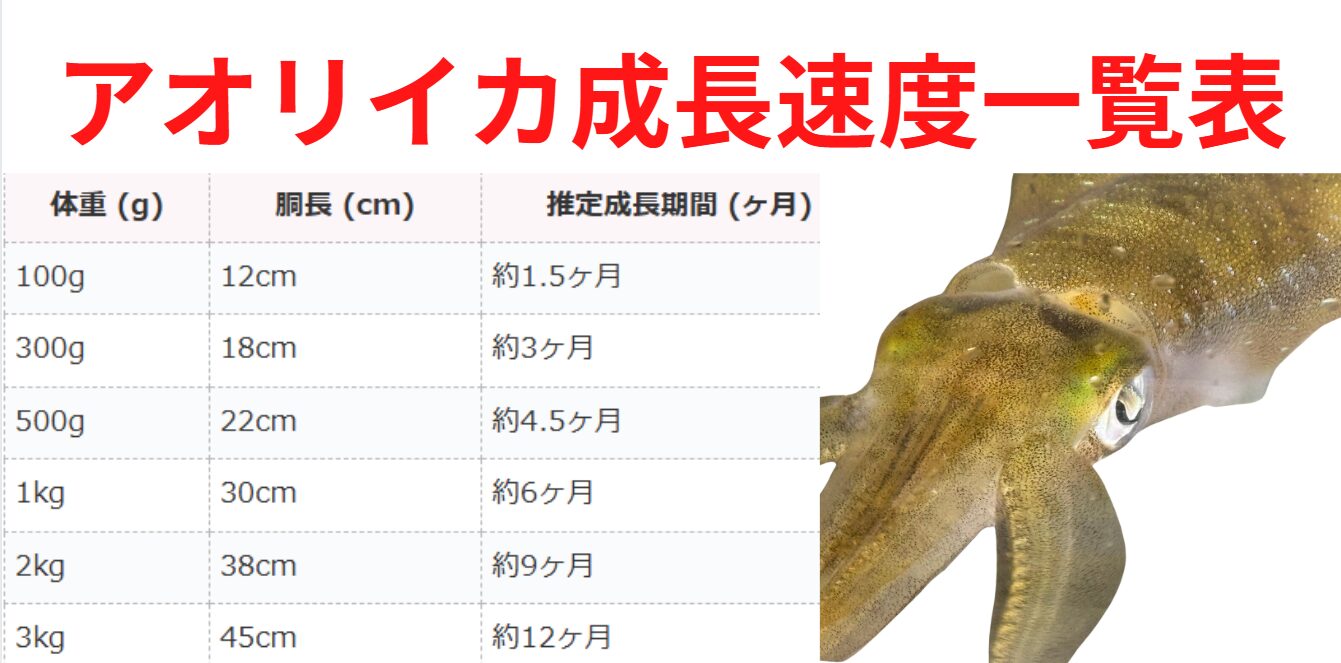 アオリイカ成長速度一覧表。釣太郎