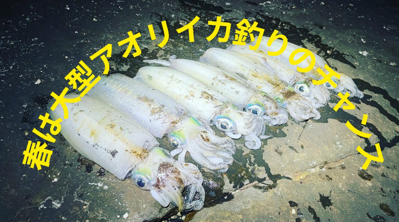 南紀地方の春は大型アオリイカ釣りの季節。釣太郎