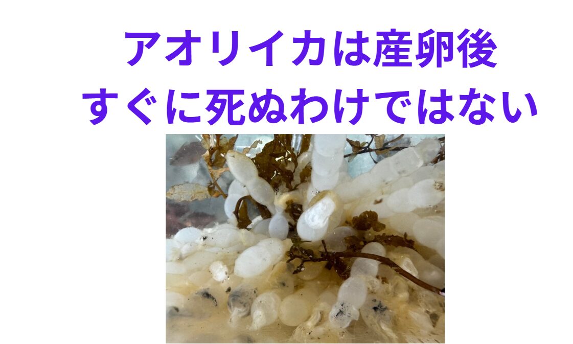 アオリイカは産卵後、すぐに死ぬわけではない。釣太郎