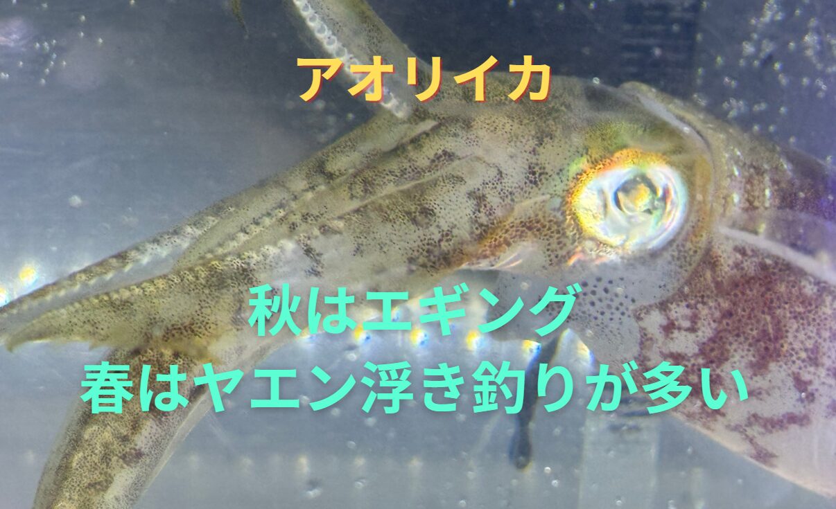 南紀地方のアオリイカ釣り、秋はエギング、春はウキ釣り、ヤエン釣りが多い理由。釣太郎