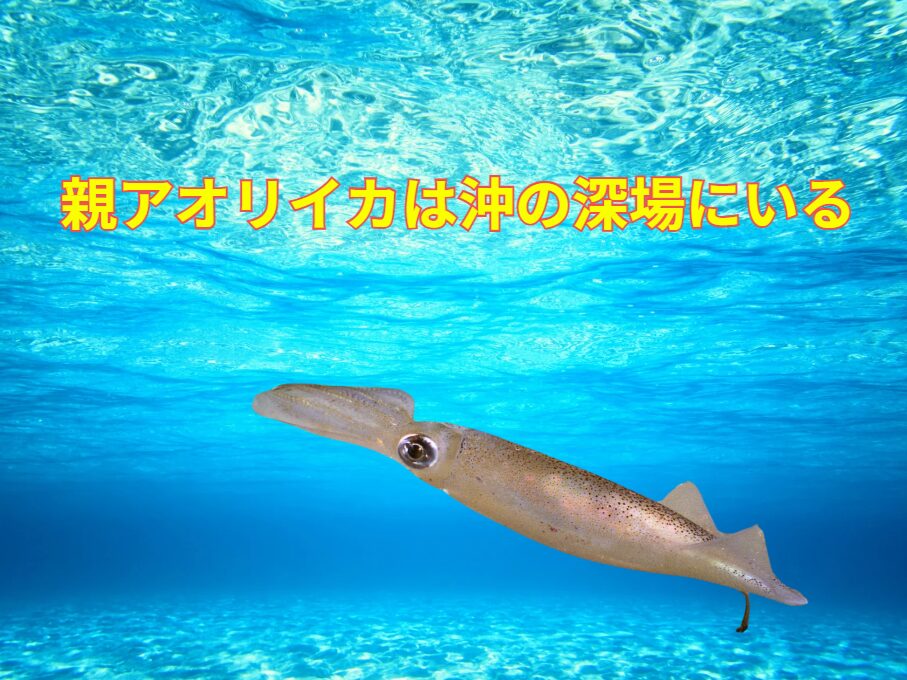 アオリイカは、秋になると浅場でよく釣れますが、成長した大型の個体(親イカ)は基本的に沖の深場で生活しているのが特徴です。釣太郎