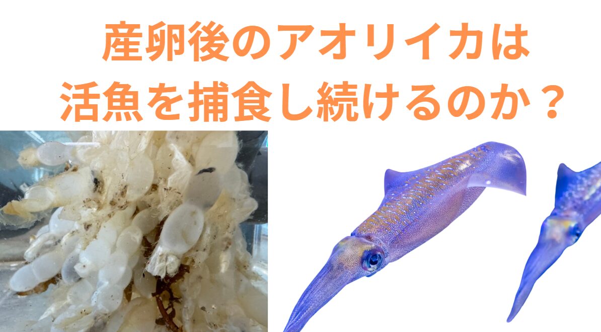産卵後のアオリイカは活魚を捕食し続けるのか？釣太郎