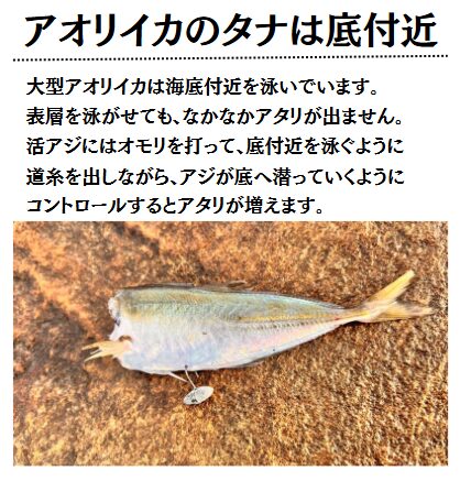 大型アオリイカは海底に居ることが多い為、アジは腹オモリを打ち、深場を攻めましょう。春のヤエン釣りの基本説明。釣太郎
