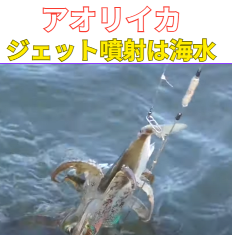 アオリイカ、ジェット噴射の基本は「移動のための海水噴射」釣太郎