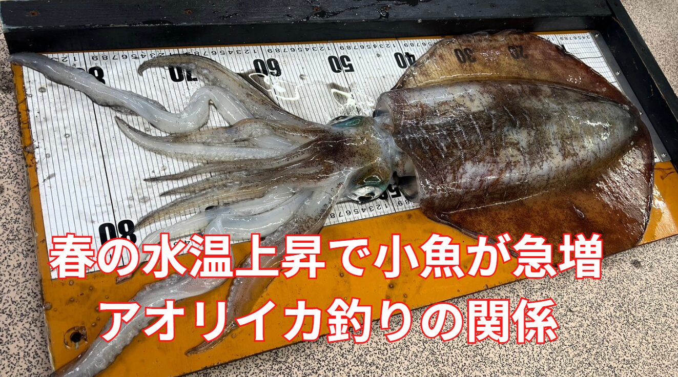 春の水温上昇で小魚が増える理由とアオリイカ釣りへの影響を徹底解説！釣太郎