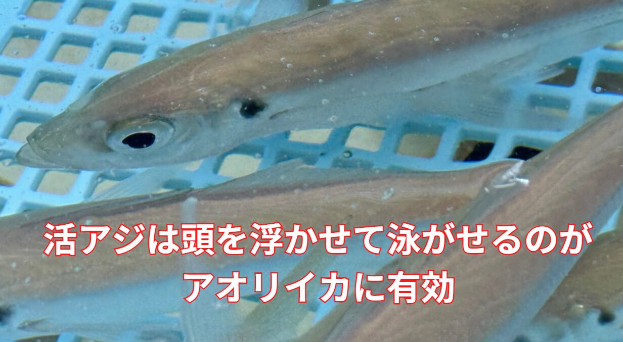 活アジは頭を浮かせて泳がせるのが、アオリイカによりピールし有効。ヤエン釣り入門。釣太郎