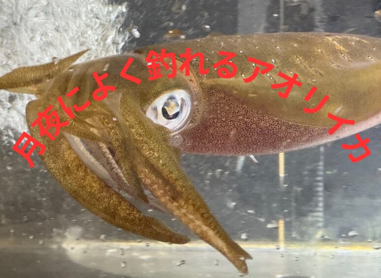 アオリイカが月夜によく釣れる理由解説。釣太郎