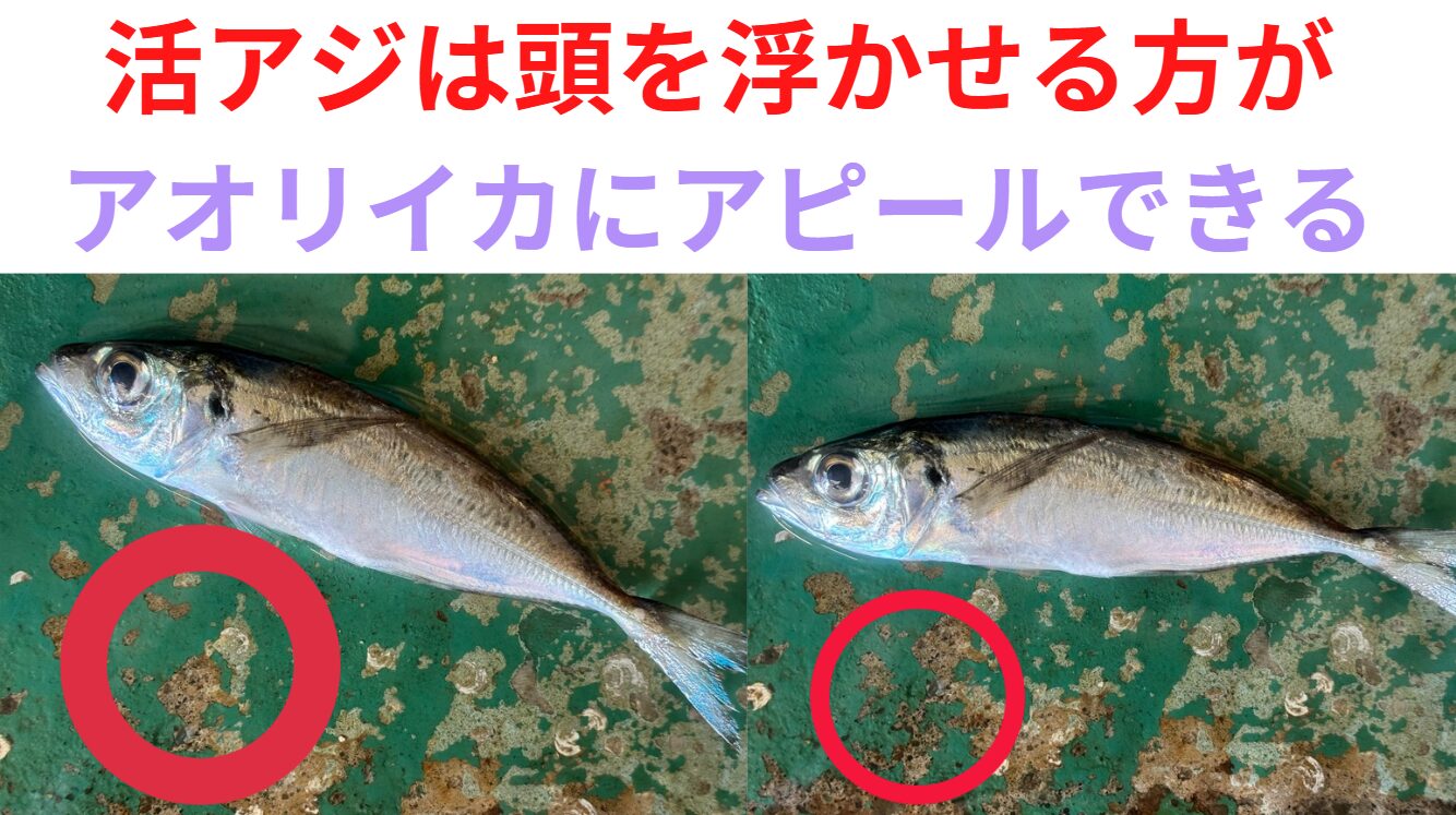 アジは頭を浮かせるように、泳がせるのが、効率的にアオリイカにアピールできる。ヤエン釣りテクニック編。釣太郎
