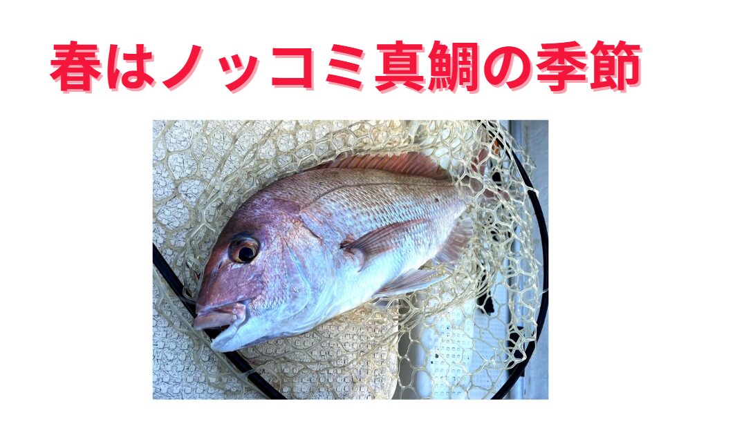 春はチヌ（黒鯛）と共に真鯛のノッコミの季節。釣太郎