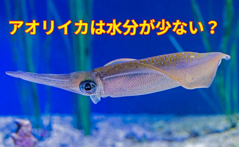 アオリイカは他の海水生物に比べ水分が少ない？釣太郎