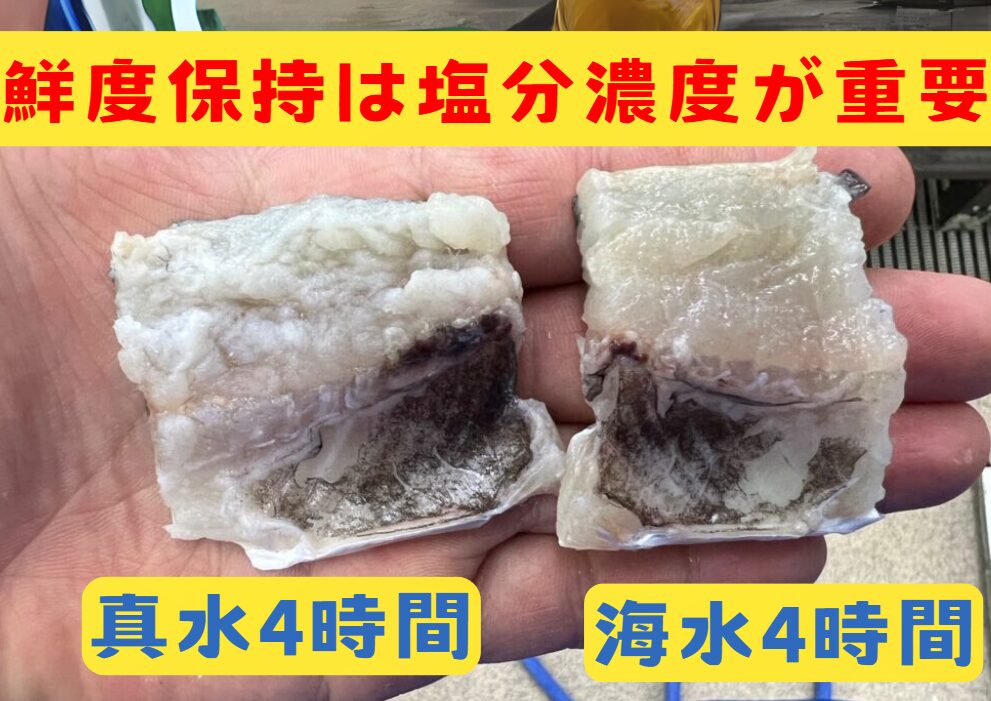 釣った魚を真水に浸けるのはNG！鮮度を保つなら海水が必須！釣太郎