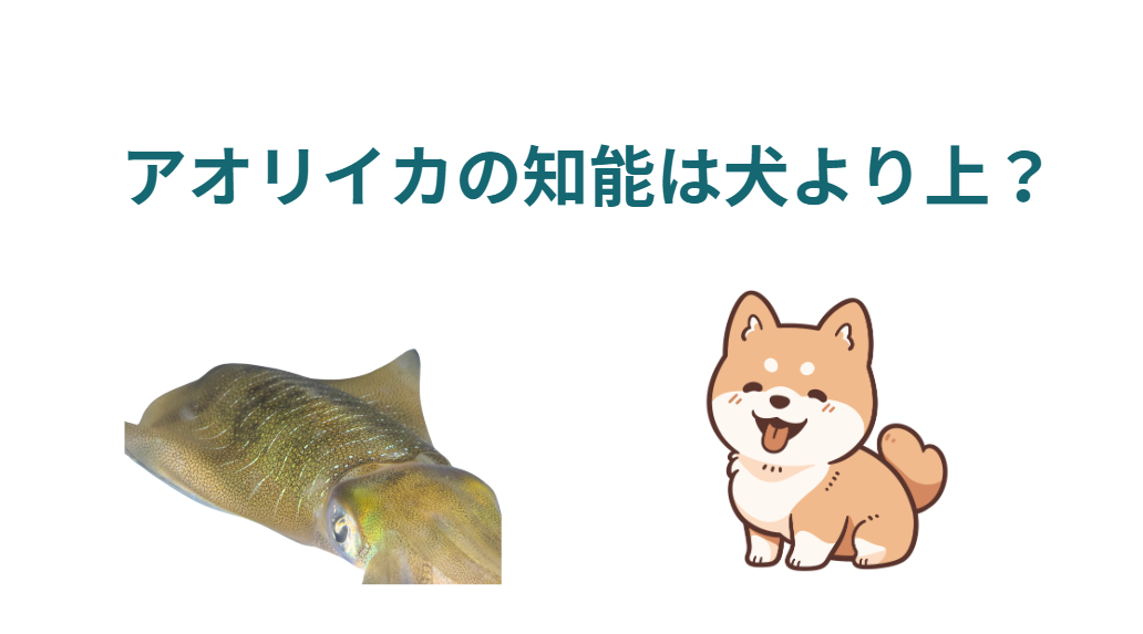 アオリイカの知能は犬より上？比較実験を解説してみた。釣太郎
