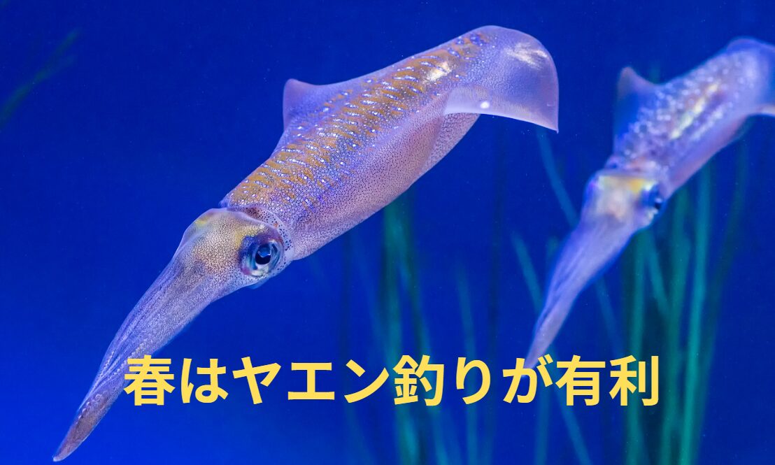 春の大型アオリイカはヤエン釣りが有利。釣太郎