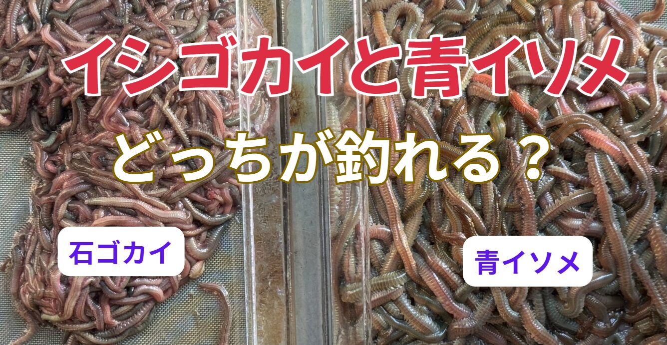 石ゴカイと青イソメ、どっちが良く釣れる？釣り人の悩み解決いたします。釣太郎