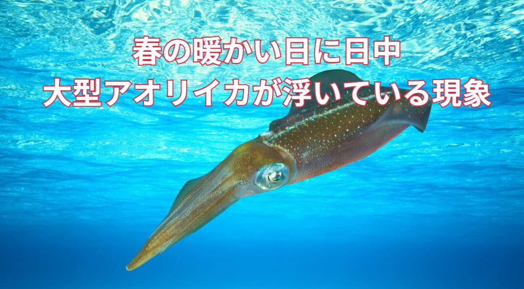 春の暖かい日に日中大型アオリイカが浮いている現象理由。釣太郎