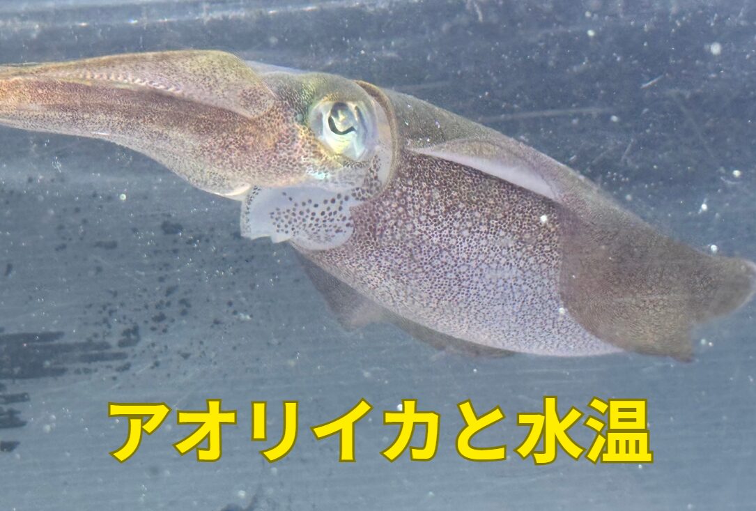 3月末のアオリイカ釣り、水深7mならこう狙え！釣太郎