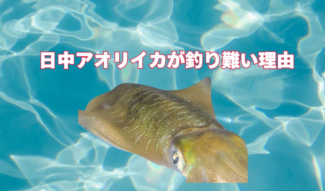 日中にアオリイカが釣りにくい理由を初心者向けに解説.。釣太郎