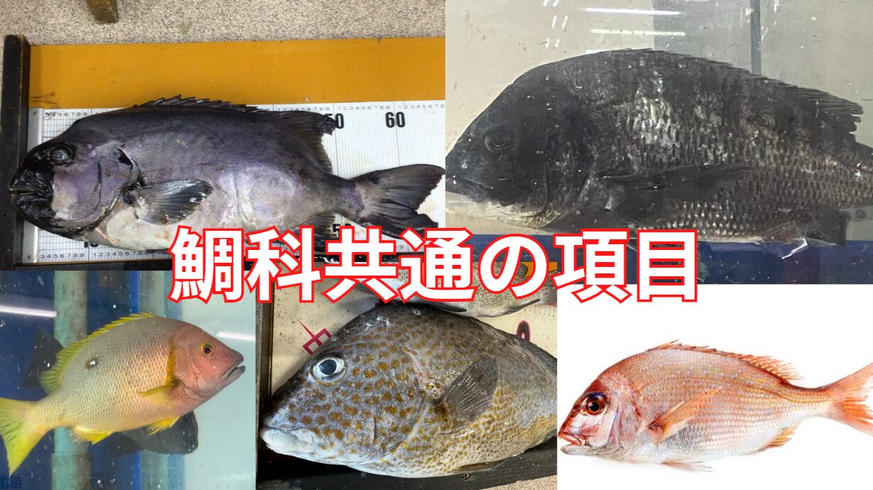 鯛科の共通項目紹介。釣太郎。真鯛、黒鯛、フエダイ、コロダイの特徴説明。