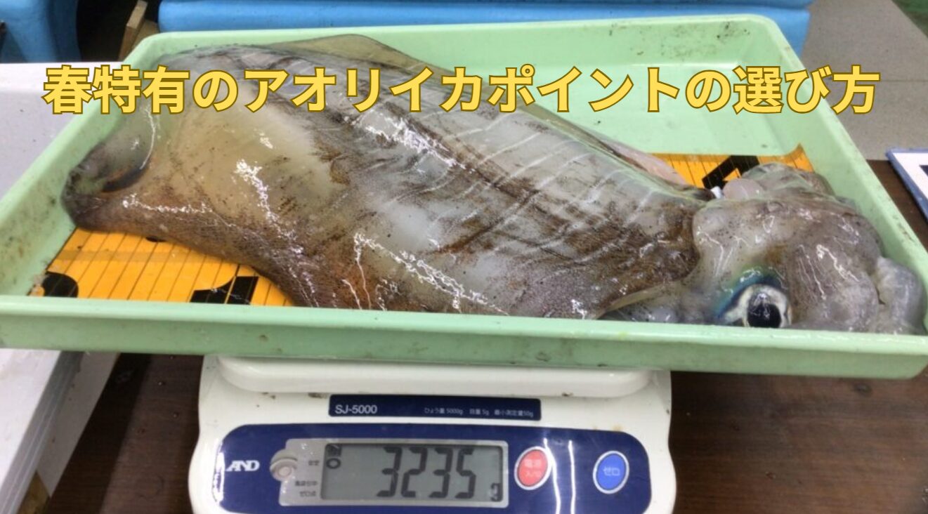 【南紀】春の大型アオリイカ攻略！ ウキ釣り・ヤエン釣り・エギングで狙う春イカのポイントと釣り方説明。釣太郎