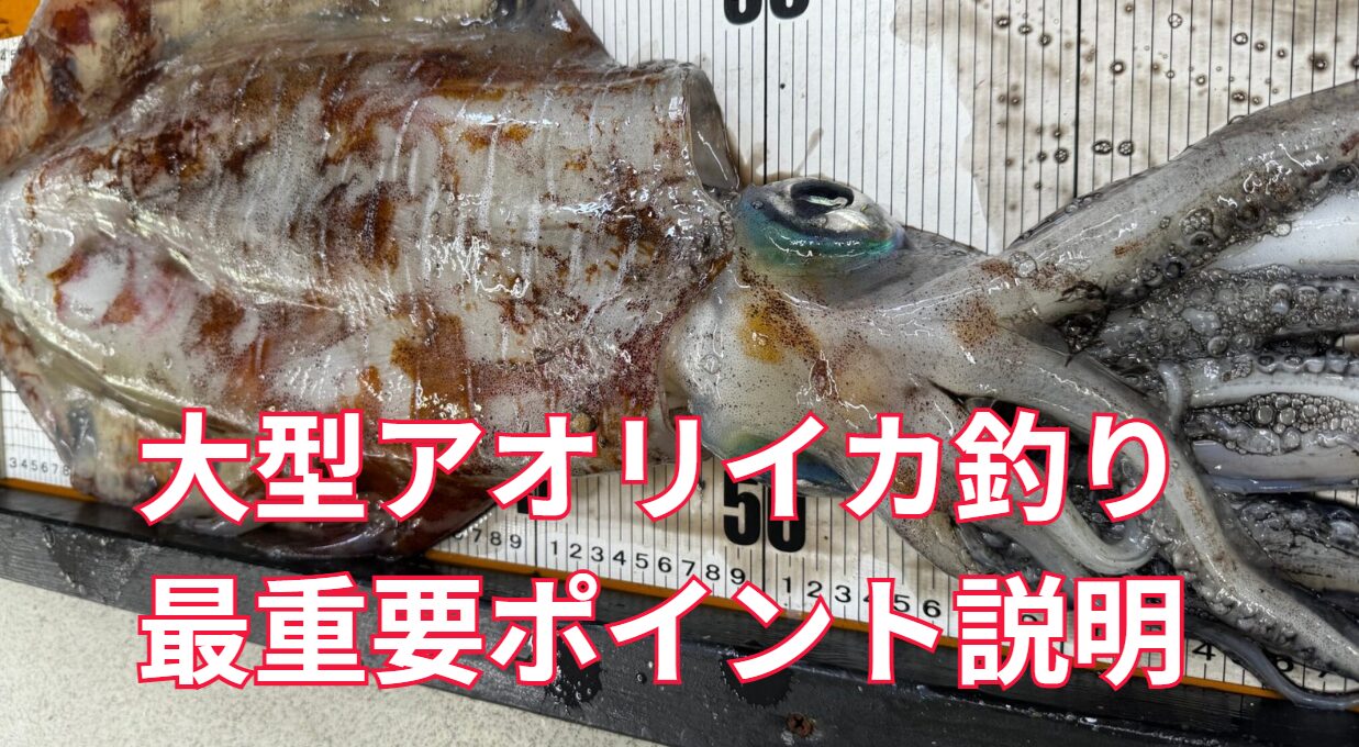 大型アオリイカ釣りの最重要ポイントと解説。釣太郎