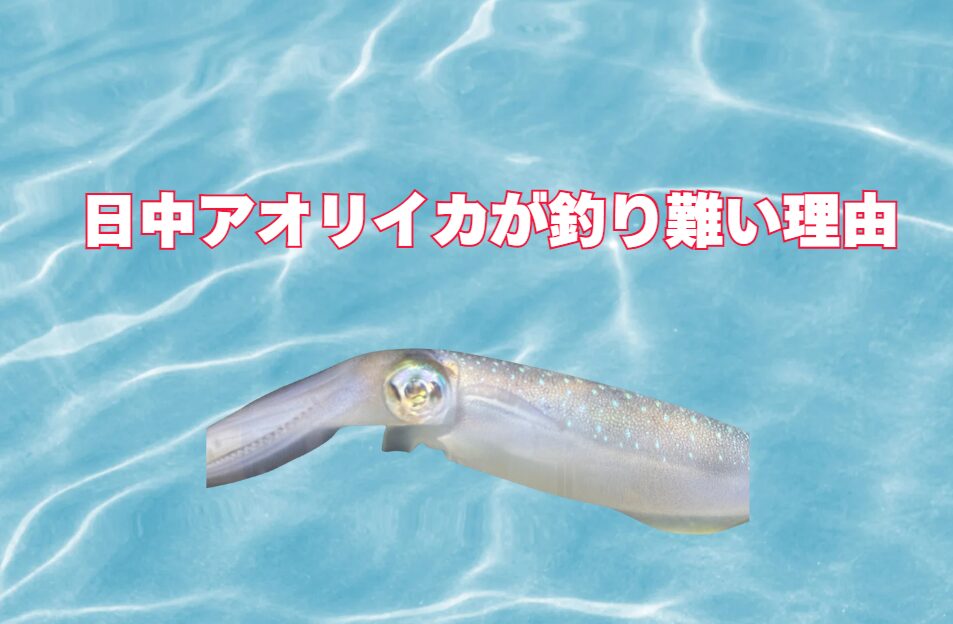 日中のアオリイカ釣りが難しい理由。釣太郎