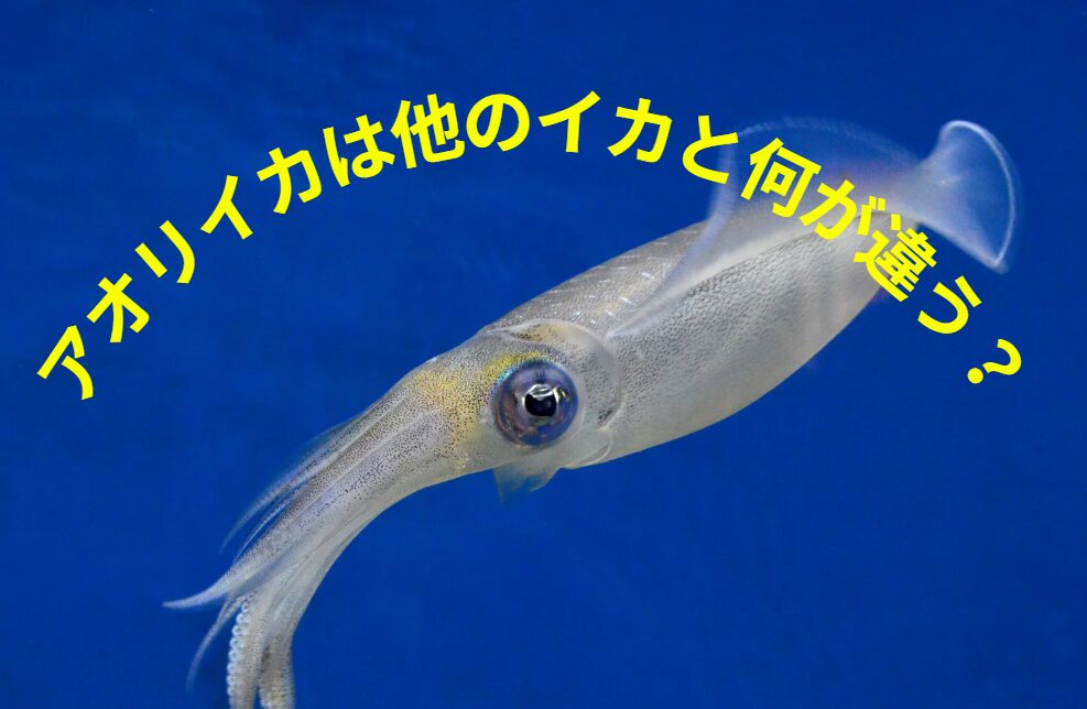 アオリイカは他のイカ類と何が違うのか?釣太郎