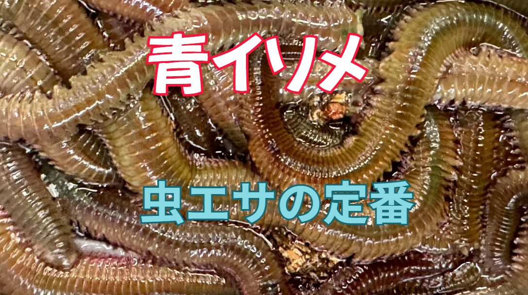 青イソメの食いつきは別格。オキアミで藩王ないのに、虫エサで釣れた、は珍しくありません。釣太郎
