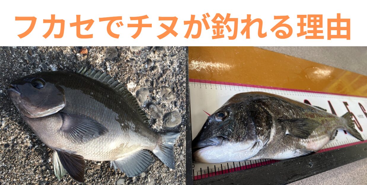 フカセでグレ狙い時、チヌが釣れることが多い理由。釣太郎