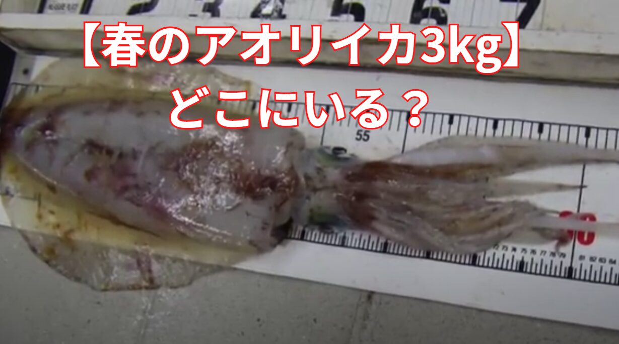 【春のアオリイカ3kg】どこにいる？釣り方別攻略！エギング・ウキ釣り・ヤエン釣りのポイント解説. 釣太郎