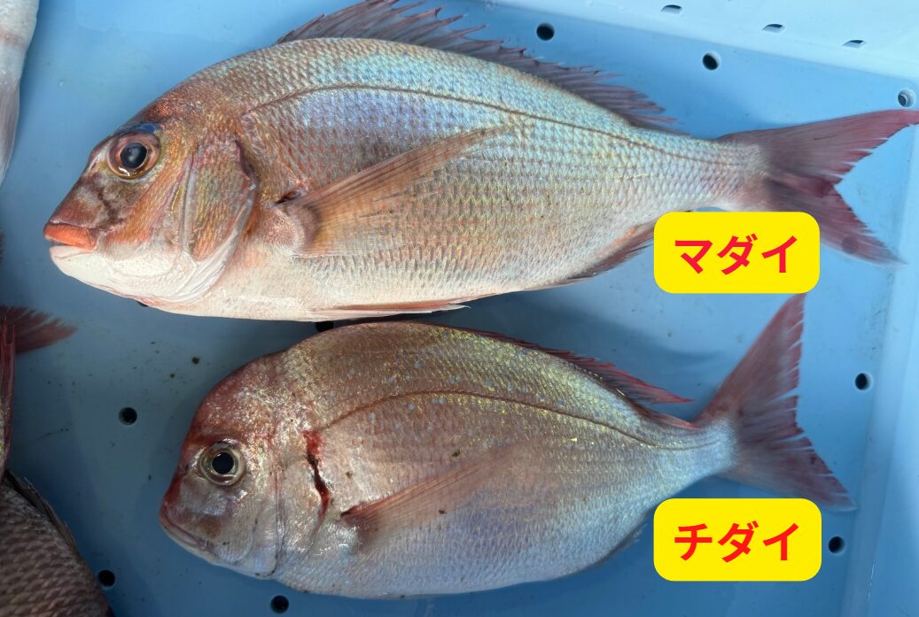 【マダイとチダイの見分け方】特徴・味・価格を釣り人向けに解説。釣太郎