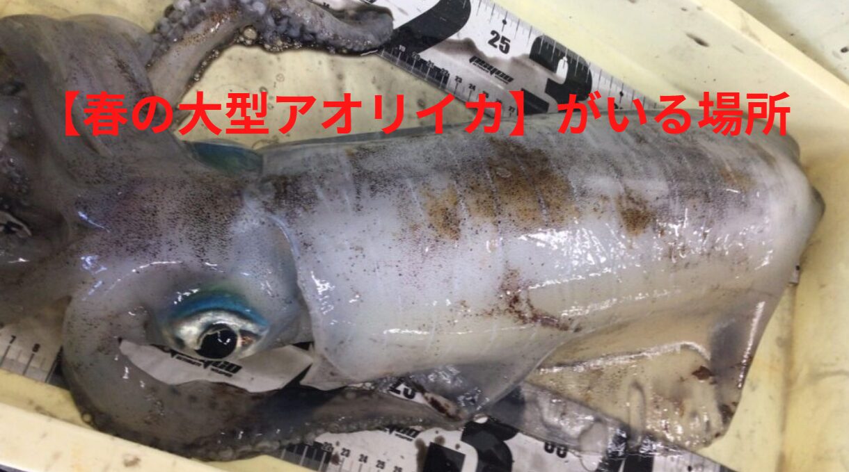 春の大型アオリイカが居るポイント紹介。釣太郎