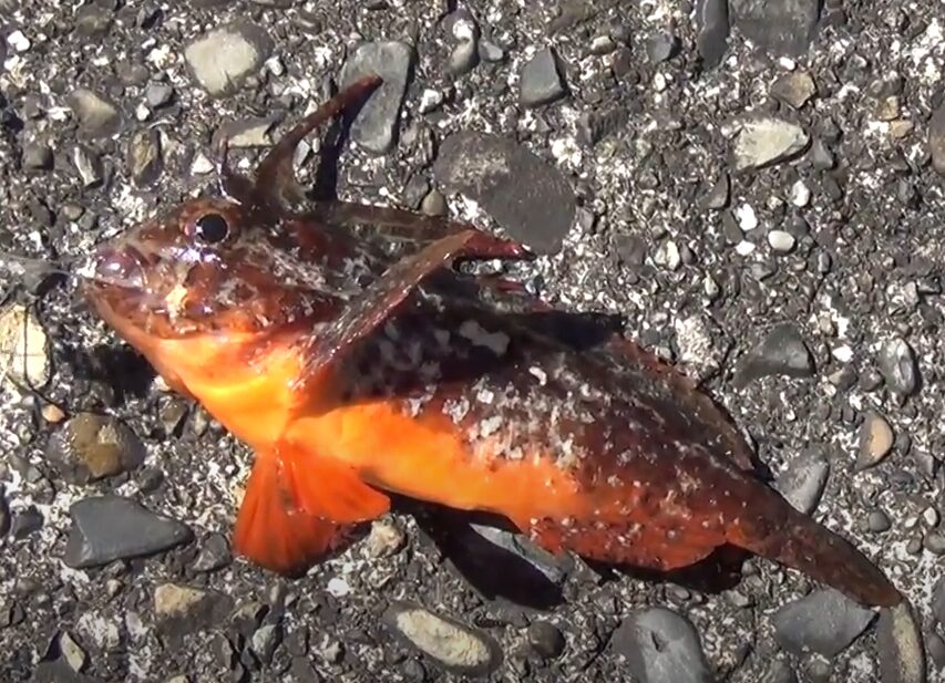 【釣り人必見】ハオコゼに要注意！ 〜特徴と強力な毒の危険性を徹底解説〜。釣太郎